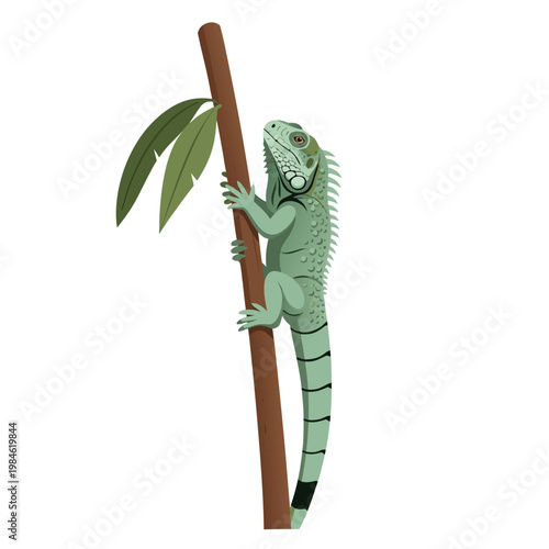 Iguana climbing slender branch in isolated white background