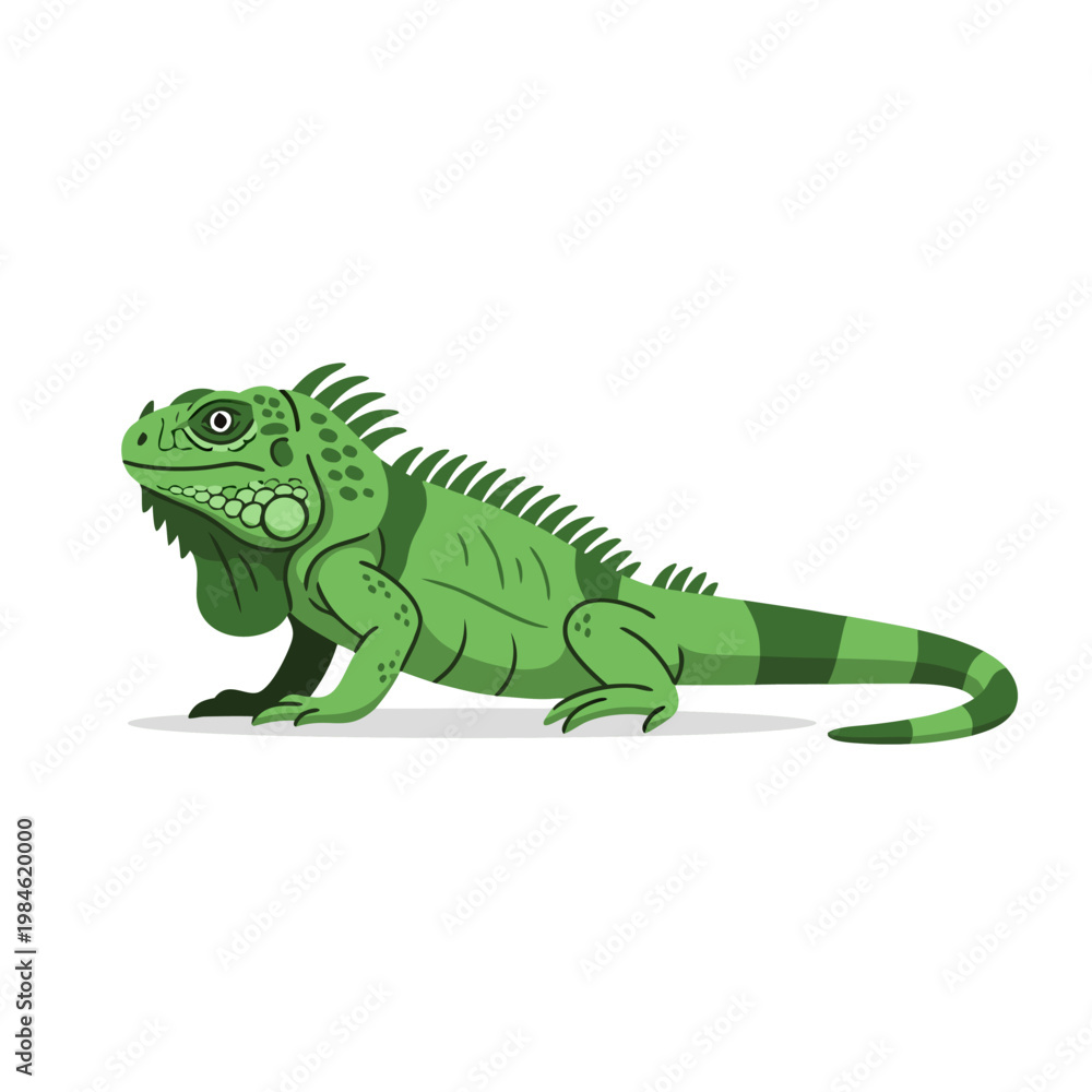 Fototapeta premium Green iguana lying still on plain white background