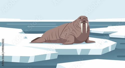 Walrus lying on sea ice near arctic ocean ice floes