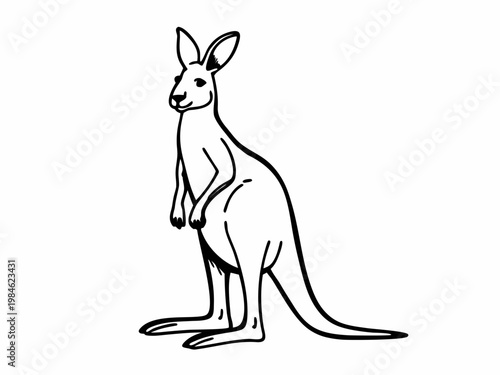 Kangaroo standing in outline line drawing on plain white background