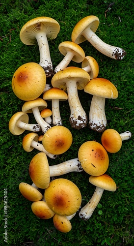 Golden Mushrooms on Green Moss
