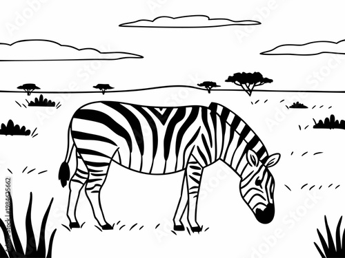 Zebra grazing in savanna landscape with distant acacia trees