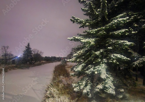 christmas tree in the snow