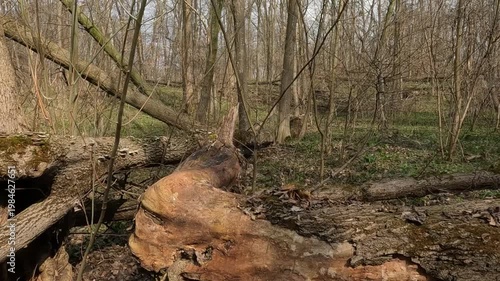 Ukrainian landscapes 4k. on a walk in the forest.  walk through the forest in the spring. forest in spring. fallen trees in the forest	