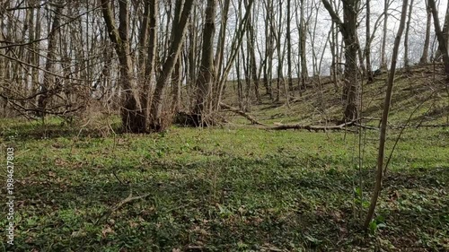 Ukrainian landscapes 4k. on a walk in the forest.  walk through the forest in the spring. forest in spring. fallen trees in the forest	