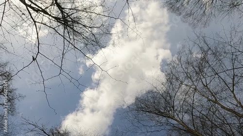 Ukrainian landscapes 4k. on a walk in the forest.  walk through the forest in the spring. trees and sky. trees in the forest against the sky