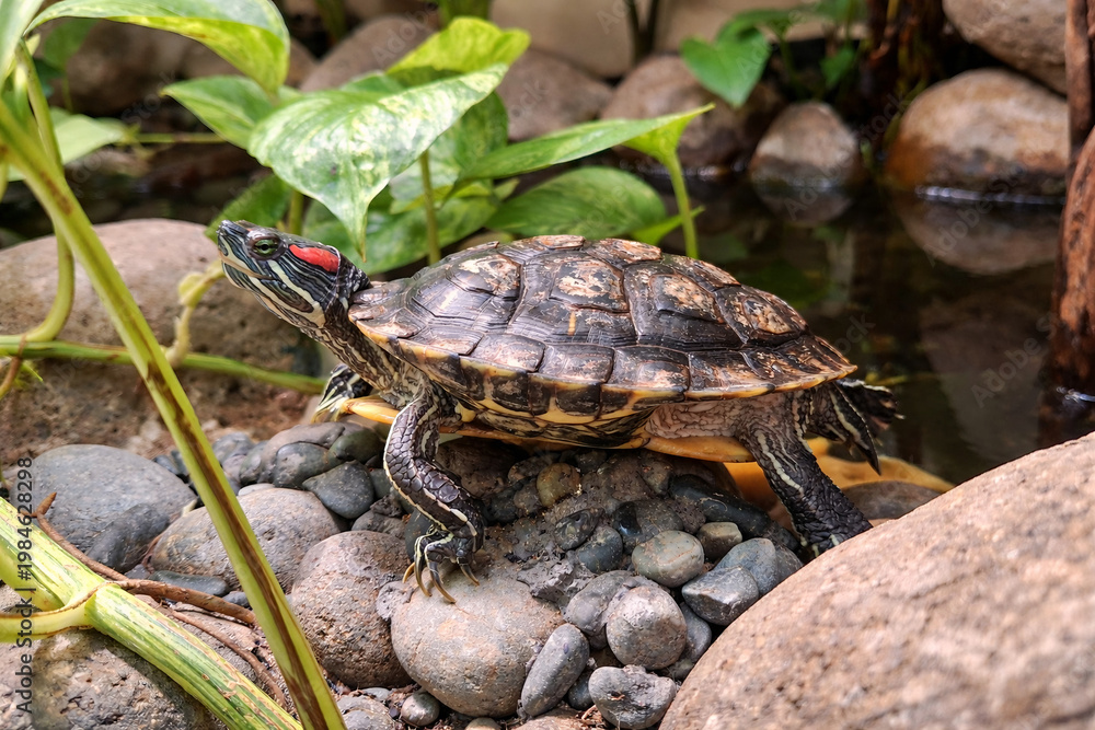 Naklejka premium Red-eared slider turtle Trachemys scripta elegans resting on rocks by a pond