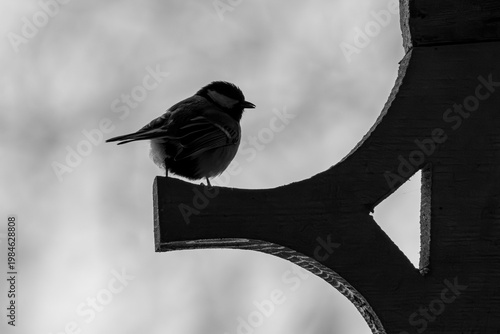 Silhouette of a bird