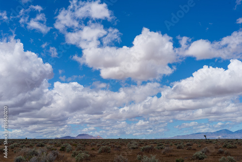 Joshua Trees Beneath Blue Skies with Clouds Across the Mojave Desert
