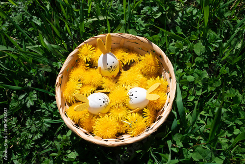 On a beautiful sunny day, there is a basket filled with blooming yellow dandelions and Easter eggs with bunny ears on a green lawn. The concept of Easter