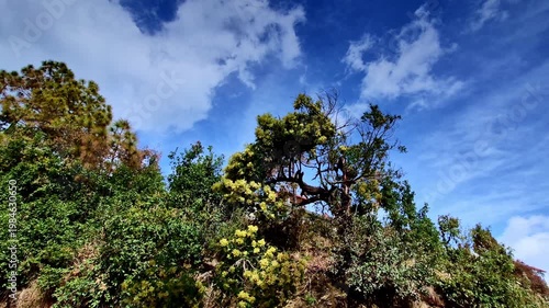 A rugged hillside in Mukteshwar, Uttarakhand is dotted with dense greenery and a uniquely shaped tree bursting with yellow blossoms, set against a vivid blue sky with drifting clouds.