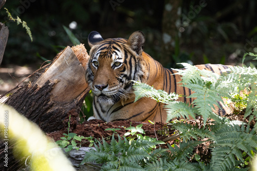 Fierce Malayan Tiger resting in the shade of the forest
