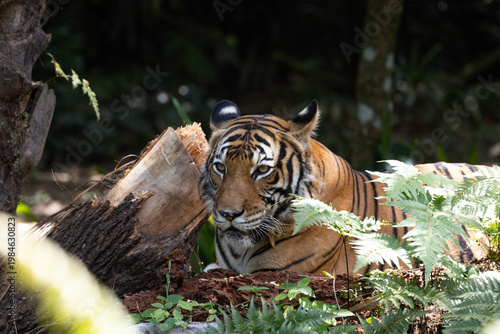 Fierce Malayan Tiger resting in the shade of the forest
