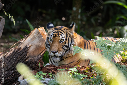 Fierce Malayan Tiger resting in the shade of the forest
