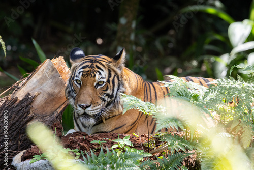 Fierce Malayan Tiger resting in the shade of the forest
