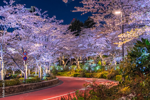 東京都港区 東京ミッドタウンのさくら通りを彩る満開の夜桜ライトアップ
