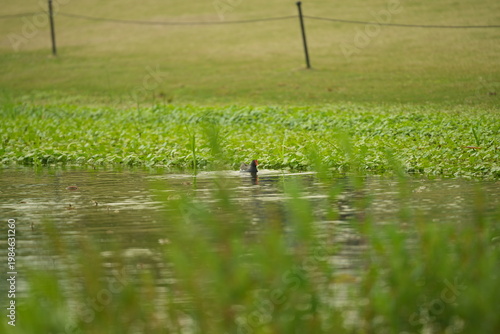 Tablou pe pânză A Common Moorhen swims calmly across a pond