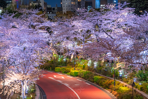 東京都港区 東京ミッドタウンのさくら通りを彩る満開の夜桜ライトアップ