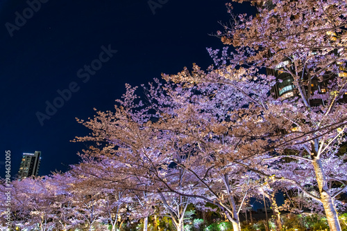 東京都港区 東京ミッドタウンのさくら通りを彩る満開の夜桜ライトアップ