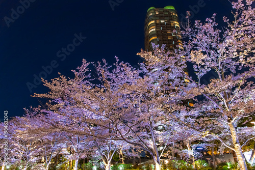 東京都港区 東京ミッドタウンのさくら通りを彩る満開の夜桜ライトアップ