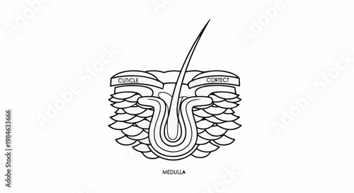 Stylized diagram of a hair shaft with labeled parts and cross-section
