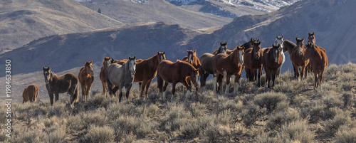Beautiful Wild Horses Near Challis Idaho in Springtime