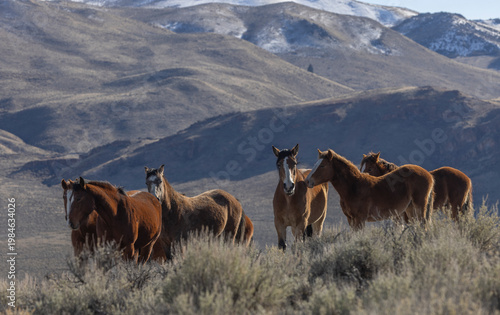 Beautiful Wild Horses Near Challis Idaho in Springtime