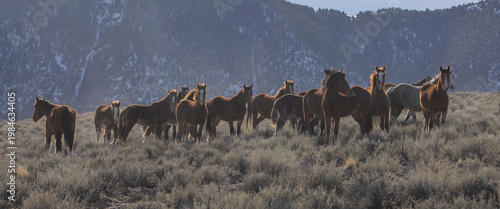 Beautiful Wild Horses Near Challis Idaho in Springtime