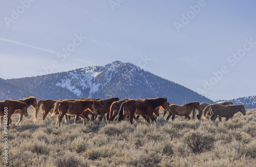 Beautiful Wild Horses Near Challis Idaho in Springtime