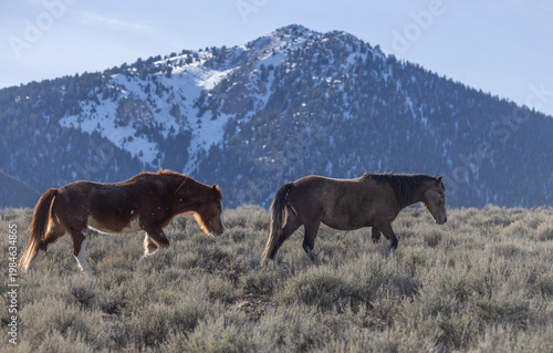 Beautiful Wild Horses Near Challis Idaho in Springtime