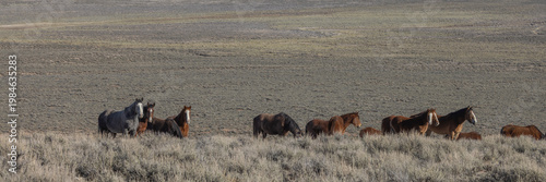 Beautiful Wild Horses Near Challis Idaho in Springtime