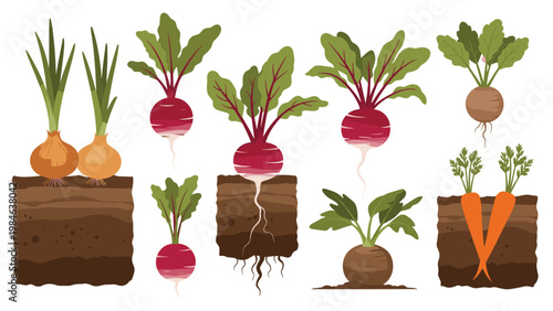 Cross-section illustration of various root vegetables including onions, radishes, carrots, and beets growing in different types of soil.