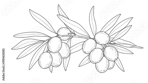 Elegant black and white line art of a branch with numerous ripe olives and elongated leaves, perfect for food or oil packaging design.