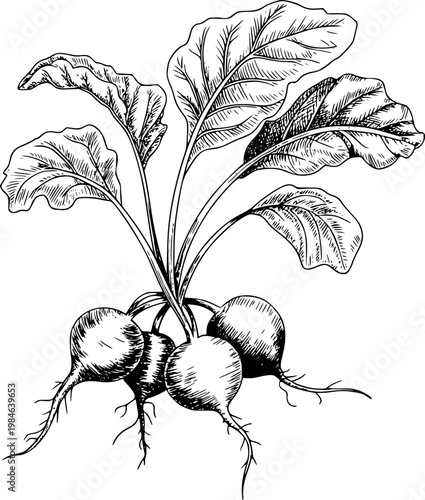 Hand drawn of fresh beetroots with leafy green tops a white background vegetable