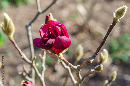 Half-opened magnolia bud in spring sunlight, delicate red flower on tree branch. Blurred background.