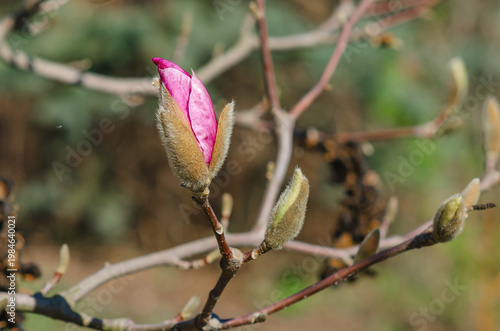 Magnolia bud beginning to open in spring light. Potential, transformation and new opportunities.