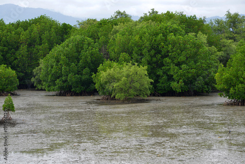 Mangrove Trees during low tide water 
