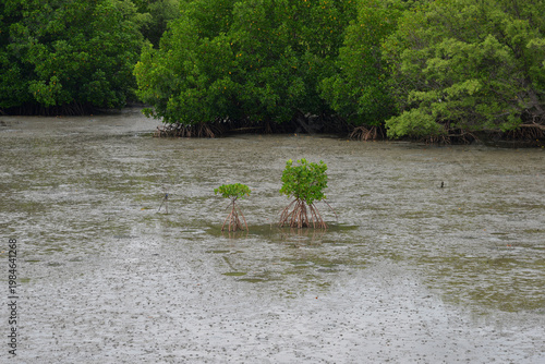 Mangrove Trees during low tide water 