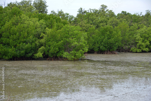 Mangrove Trees during low tide water 