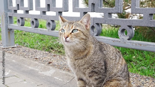 Cat observing surroundings in urban area by the fence