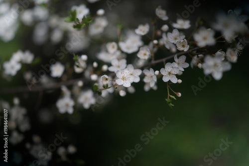 Cherry plum blossoms. Cherry plum branch with white flowers