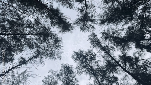 Tree Canopy Looking Up Sky, Casuarina Silhouette Bottom View Dramatic