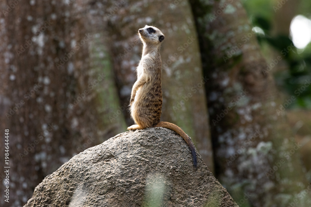 Fototapeta premium Meerkat standing on a rock on lookout and scratching the ground for food 