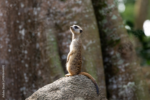 Meerkat standing on a rock on lookout and scratching the ground for food
