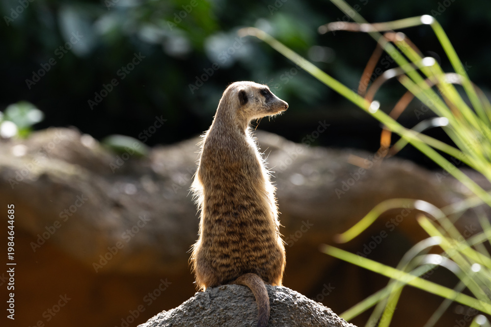 Fototapeta premium Meerkat standing on a rock on lookout and scratching the ground for food 