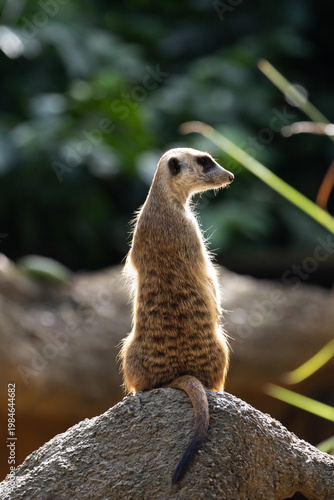 Meerkat standing on a rock on lookout and scratching the ground for food
