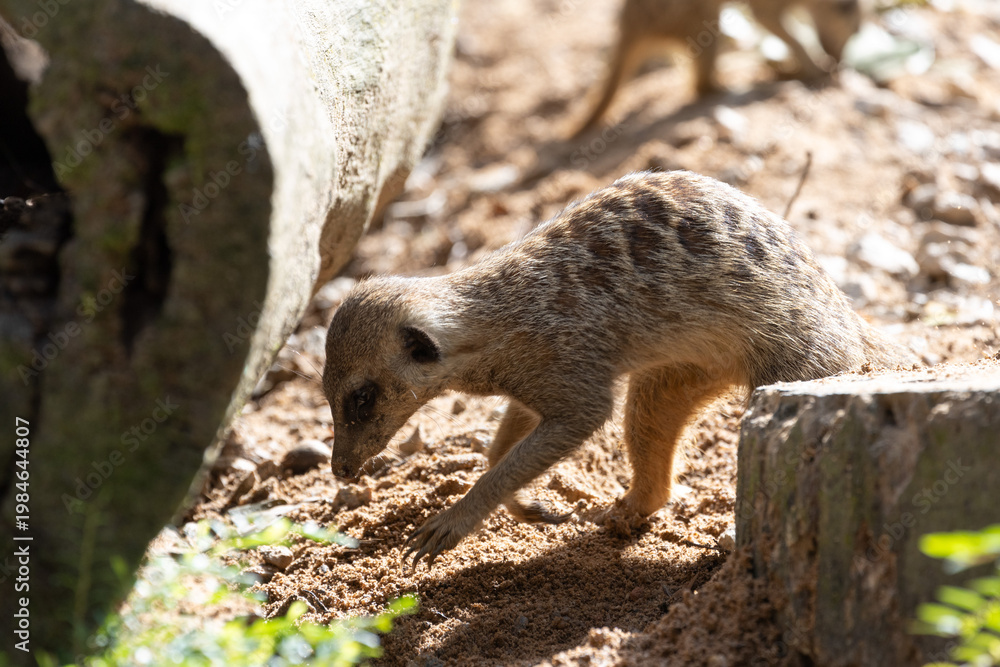 Fototapeta premium Meerkat standing on a rock on lookout and scratching the ground for food 