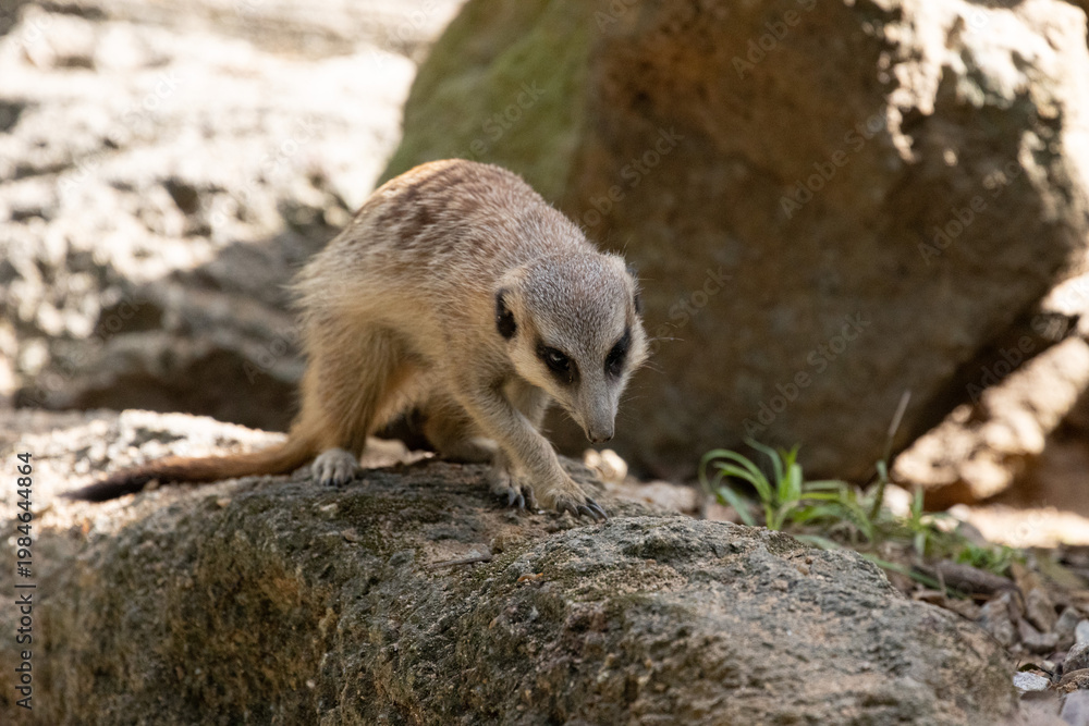 Fototapeta premium Meerkat standing on a rock on lookout and scratching the ground for food 