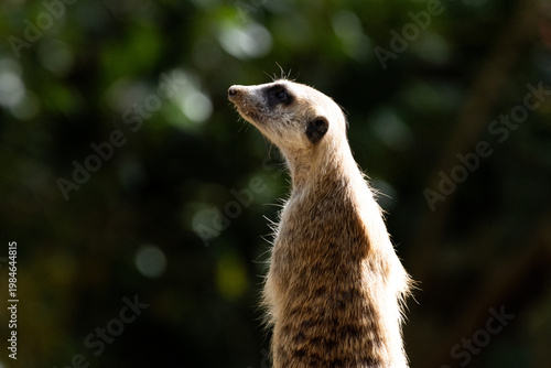 Meerkat standing on a rock on lookout and scratching the ground for food
