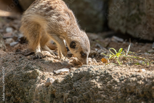 Meerkat standing on a rock on lookout and scratching the ground for food
